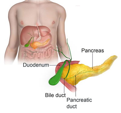 pancreas sardegna cagliari